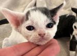 Odd eyed Black harlequin female - Devon Rex Cat For Sale - Brooksville&comma; FL&comma; US