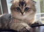 Mia - Scottish Fold Cat For Sale - Orlando&comma; FL&comma; US