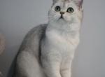 Scottish silver shaded straight girl - Scottish Straight Cat For Sale - Shakopee&comma; MN&comma; US