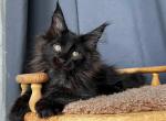 Chili Pepper Polydactyl - Maine Coon Cat For Sale - Miami&comma; FL&comma; US