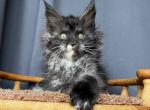Milky Way - Maine Coon Cat For Sale - Miami&comma; FL&comma; US