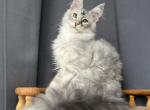 Xenon - Maine Coon Cat For Sale - Hollywood&comma; FL&comma; US