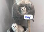Purebred Scottish kittens - Scottish Fold Cat For Sale - Shakopee&comma; MN&comma; US