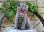 Pansy - Domestic Cat For Sale - Reading&comma; PA&comma; US