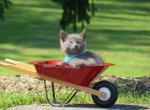 Petunia - Domestic Cat For Sale - Reading&comma; PA&comma; US