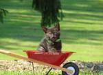 Primrose - Domestic Cat For Sale - Reading&comma; PA&comma; US