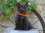 Poppy FREE - Domestic Cat For Sale - Reading&comma; PA&comma; US