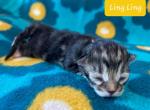 Ling Ling - Siberian Cat For Sale - Clintwood&comma; VA&comma; US