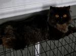 Black persian male kitten - Persian Cat For Sale - Woodburn&comma; IN&comma; US
