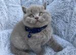 Kris - British Shorthair Cat For Sale - Battle Ground&comma; WA&comma; US