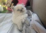nela - Himalayan Cat For Sale - Barrington&comma; IL&comma; US