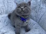 Jery - British Shorthair Cat For Sale - Battle Ground&comma; WA&comma; US