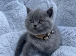 Kerry - British Shorthair Cat For Sale - Battle Ground&comma; WA&comma; US