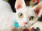 Whiskey Boy - Devon Rex Cat For Sale - Spokane&comma; WA&comma; US