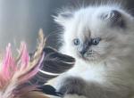 Afina - Scottish Straight Cat For Sale - Watertown&comma; NY&comma; US