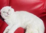 MIKEY - Scottish Fold Cat For Sale - Sunnyvale&comma; CA&comma; US