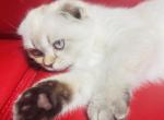 MILLA - Scottish Fold Cat For Sale - Sunnyvale&comma; CA&comma; US