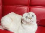RETIRED BREEDING Varya - Scottish Fold Cat For Sale/Retired Breeding - Sunnyvale&comma; CA&comma; US