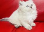 MIA longhair - British Shorthair Cat For Sale - Sunnyvale&comma; CA&comma; US