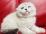 Bear scottish fold male - Scottish Fold Cat For Sale - Sunnyvale&comma; CA&comma; US