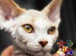 Marvelo - Devon Rex Cat For Sale - Spokane&comma; WA&comma; US