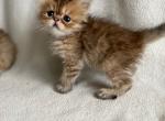 Benji - Persian Cat For Sale - Lexington&comma; KY&comma; US