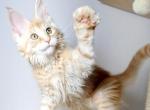 Nord - Maine Coon Cat For Sale - Charlotte&comma; NC&comma; US