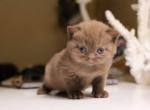 Cinnamon - British Shorthair Cat For Sale - Vancouver&comma; WA&comma; US