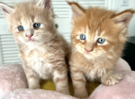 Simba - Maine Coon Cat For Sale - Turlock&comma; CA&comma; US