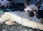 Maddie - Siamese Cat For Sale - Phila&comma; PA&comma; US