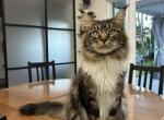 Vinzor - Maine Coon Cat For Sale - Hollywood&comma; FL&comma; US
