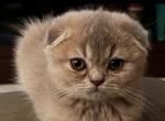 Gucci - Scottish Fold Cat For Sale - Ft Myers&comma; FL&comma; US