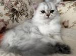 Fifi - Scottish Straight Cat For Sale - Ft Myers&comma; FL&comma; US