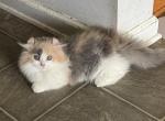 Daisys and Percys Munchkins - Minuet Cat For Sale - Iron Station&comma; NC&comma; US