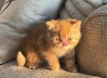 Oakley - Exotic Cat For Sale - TN&comma; US