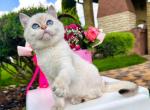 British shorthair Viola blue eyed little angel - British Shorthair Cat For Sale - CA&comma; US