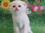 Loc in LA Xavier scottish fold with blue eyes - Scottish Fold Cat For Sale - CA&comma; US