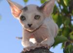 Amanda - Sphynx Cat For Sale - Pembroke Pines&comma; FL&comma; US
