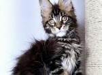 Maestro - Maine Coon Cat For Sale - Charlotte&comma; NC&comma; US
