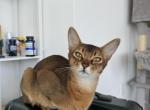 Kitten C Litter 2 - Abyssinian Cat For Sale - Brooklyn&comma; NY&comma; US