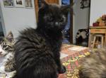 Nora - Maine Coon Cat For Sale - Van Horne&comma; IA&comma; US