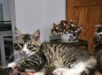 Magellan - Maine Coon Cat For Sale - Van Horne&comma; IA&comma; US