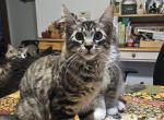 Roxie - Maine Coon Cat For Sale - Van Horne&comma; IA&comma; US