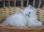 Quence - Siberian Cat For Sale - Norwalk&comma; CT&comma; US