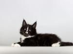 Valetta - Maine Coon Cat For Sale - Miami&comma; FL&comma; US
