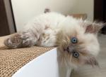 Rocky - Scottish Straight Cat For Sale - Hollywood&comma; FL&comma; US