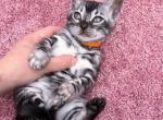 Romantic Dream - Bengal Cat For Sale - Norwalk&comma; CT&comma; US
