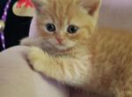 GARFIELD - British Shorthair Cat For Sale - Grand Rapids&comma; MI&comma; US
