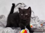 Remi - British Shorthair Cat For Sale - Hollywood&comma; FL&comma; US