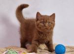 Roko - British Shorthair Cat For Sale - Hollywood&comma; FL&comma; US